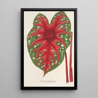 Charles Antoine Lemaire - Caladium Duc Adolphe de Nassau.webp