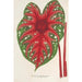 Reproduktion av målningen Caladium Duc Adolphe de Nassau - Charles Antoine Lemaire