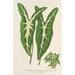 Caladium Lemaireanum - Charles Antoine Lemaire — vy av konstverket