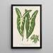 Caladium Lemaireanum - Charles Antoine Lemaire — inramlat konstverk på väggen