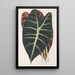 Reproduktion av målningen Caladium Lowii - Charles Antoine Lemaire