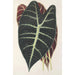 Reproduktion av målningen Caladium Lowii - Charles Antoine Lemaire