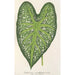 Caladium mirabile - Charles Antoine Lemaire — vy av konstverket