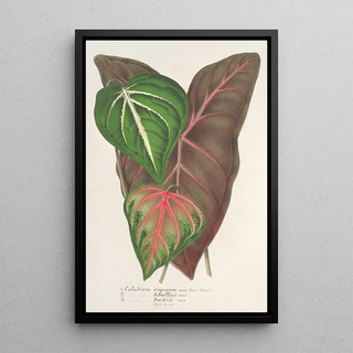 Charles Antoine Lemaire - Caladium varits.webp