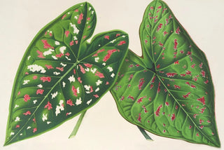 Charles Antoine Lemaire - Caladium varits ou espces nouvelles de.webp