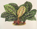 Calathea Maranta hieroglyfisk - Charles Antoine Lemaire — vy av konstverket