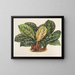 Calathea Maranta hieroglyfisk - Charles Antoine Lemaire — inramlat konstverk på väggen