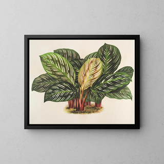 Charles Antoine Lemaire - Calathea Maranta hieroglyphica.webp