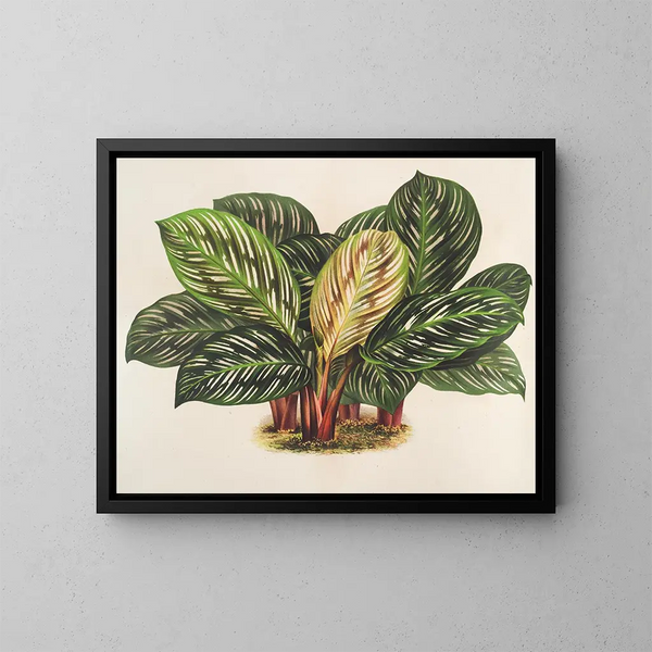 Calathea Maranta hieroglyfisk - Charles Antoine Lemaire — inramlat konstverk på väggen