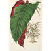 Calathea arrecta - Charles Antoine Lemaire — vy av konstverket