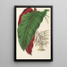 Calathea arrecta - Charles Antoine Lemaire — inramlat konstverk på väggen