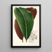Calathea pacifica - Charles Antoine Lemaire — vy av konstverket