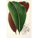 Calathea pacifica - Charles Antoine Lemaire — inramlat konstverk på väggen