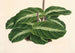 Calathea undulata - Charles Antoine Lemaire — vy av konstverket