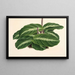 Calathea undulata - Charles Antoine Lemaire — inramlat konstverk på väggen