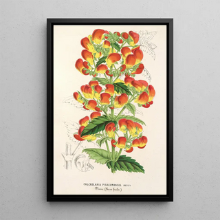 Charles Antoine Lemaire - Calceolaria pisacomensis.webp