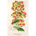 Reproduktion av målningen Calceolaria pisacomensis - Charles Antoine Lemaire