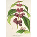 Reproduktion av målningen Callicarpa purpurea - Charles Antoine Lemaire