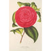 Camellia Adriana - Charles Antoine Lemaire — vy av konstverket