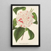 Reproduktion av målningen Camellia Angelo Cocchi - Charles Antoine Lemaire