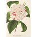 Reproduktion av målningen Camellia Angelo Cocchi - Charles Antoine Lemaire
