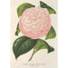 Reproduktion av målningen Camellia Archiduc Étienne - Charles Antoine Lemaire