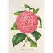 Camellia Baron de Vrière - Charles Antoine Lemaire — vy av konstverket
