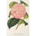 Camellia Bella Romana - Charles Antoine Lemaire — vy av konstverket