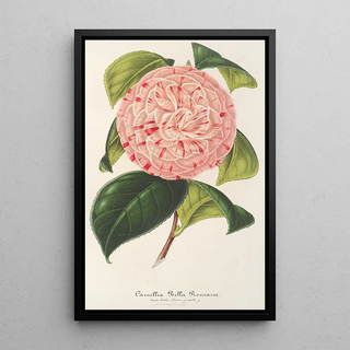 Charles Antoine Lemaire - Camellia Bella Romana.webp