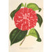 Reproduktion av målningen Camellia Cariotta Peloso hybrid - Charles Antoine Lemaire