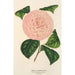 Camellia Caterina Rossi - Charles Antoine Lemaire — vy av konstverket