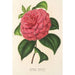Camellia Clodia - Charles Antoine Lemaire — vy av konstverket