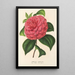 Camellia Clodia - Charles Antoine Lemaire — inramlat konstverk på väggen