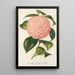 Reproduktion av målningen Camellia Comte de Toll - Charles Antoine Lemaire
