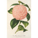Reproduktion av målningen Camellia Comte de Toll - Charles Antoine Lemaire