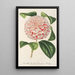 Reproduktion av målningen Camellia Comtesse Lavinia Maggi - Charles Antoine Lemaire