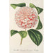 Reproduktion av målningen Camellia Comtesse Lavinia Maggi - Charles Antoine Lemaire