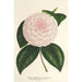 Camellia Constantin Trtiakoff hybrid - Charles Antoine Lemaire — vy av konstverket