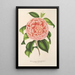 Reproduktion av målningen Camellia Contessa Pasolini - Charles Antoine Lemaire