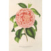 Reproduktion av målningen Camellia Contessa Pasolini - Charles Antoine Lemaire