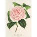 Camellia Contessa Tozzoni - Charles Antoine Lemaire — vy av konstverket