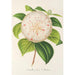 Camellia Cora L Barton - Charles Antoine Lemaire — vy av konstverket