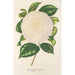 Camellia Dionisia Poniatowski - Charles Antoine Lemaire — vy av konstverket