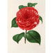 Camellia Don Carlos Ferdinando - Charles Antoine Lemaire — vy av konstverket