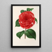 Camellia Don Carlos Ferdinando - Charles Antoine Lemaire — inramlat konstverk på väggen