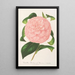 Reproduktion av målningen Camellia Duchesse de Nassau - Charles Antoine Lemaire