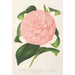 Reproduktion av målningen Camellia Duchesse de Nassau - Charles Antoine Lemaire