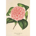 Camellia Elvina Delli - Charles Antoine Lemaire — vy av konstverket