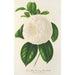 Camellia Fanny Sanchioli - Charles Antoine Lemaire — vy av konstverket