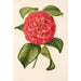 Camellia Francesco Burlamachi - Charles Antoine Lemaire — vy av konstverket